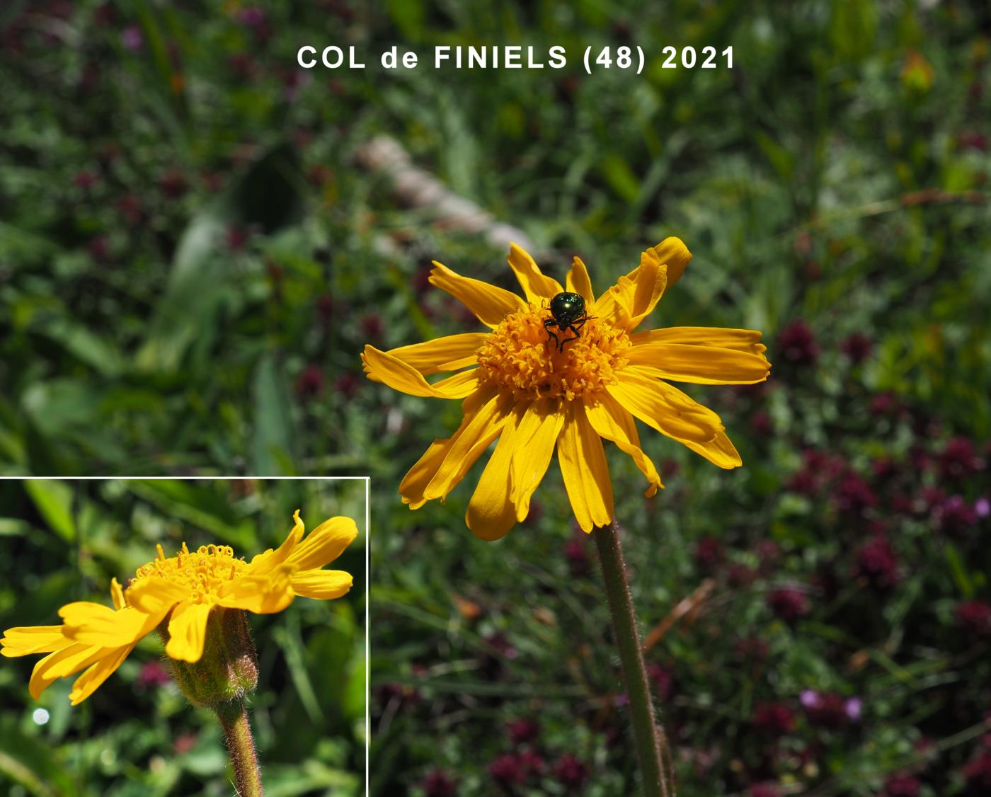 Arnica flower